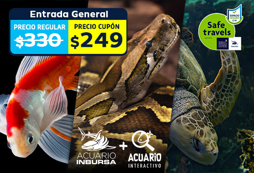 $249 Entrada al Acuario Inbursa + Interactivo 